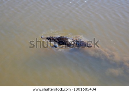 Platypus swimming in a pond in Tasmania on a sunny day