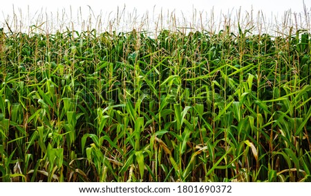Corn stalk background.Green corn field landscape on agricultural farm.Natural organic food crops grow in cultivated fields