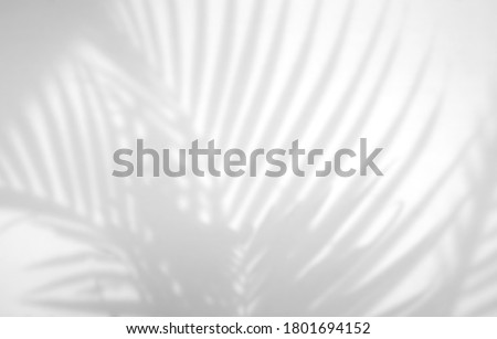 Realistic and organic tropical leaves natural shadow overlay effect on white texture background, for overlay on product presentation, backdrop and mockup