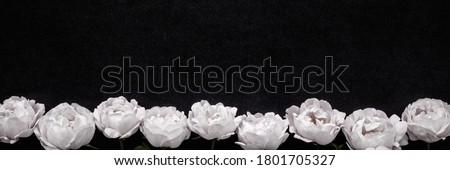 Fresh white roses on dark black table background. Flower wide banner. Condolence card. Empty place for emotional, sentimental text, quote or sayings. Closeup. Royalty-Free Stock Photo #1801705327