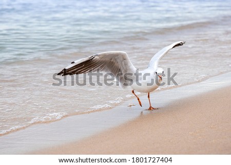 A Seagull looks at the camera, flapping its wings