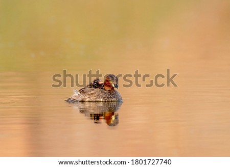 ducks in wildlife reserves of wet lands of Pakistan 