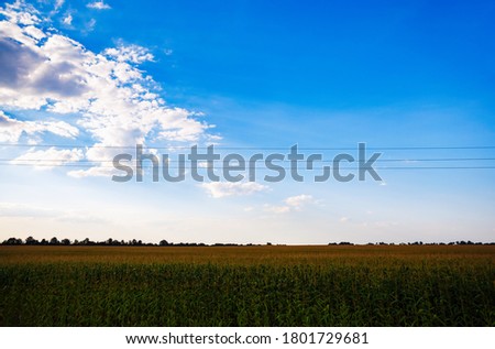 Corn stalk field under blue sky.Agricultural fields with natural organic food crops.Beautiful rural landscape with agricultures in summer evenin