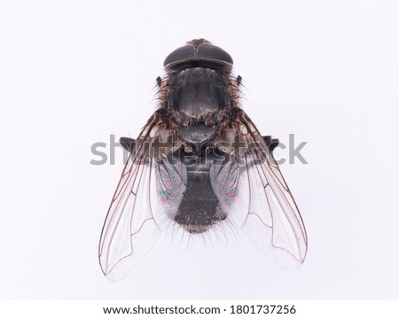 Fly on a white background. Close-up, macro photography.