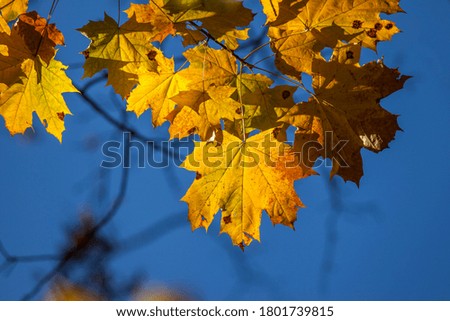 Autumn maple leaves on blue sky background