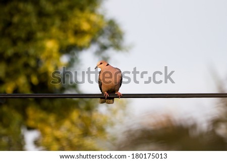 Red-eyed dove perched on a telephone line with trees in the background