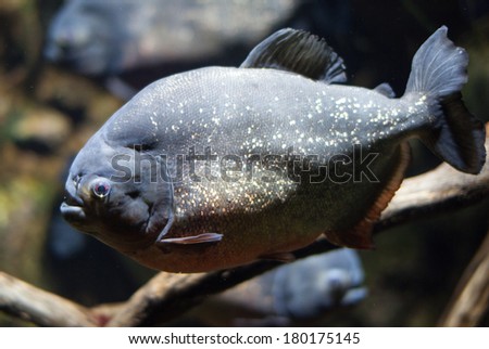 Picture of piranha under water