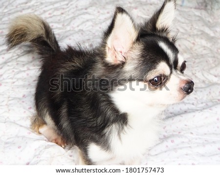 Cute black and white chihuahua dog pictures