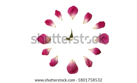 Flower clock created from Rose petal, beautiful pink rose petal isolated on white background, Time concept.