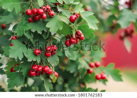 Hawthorn with red fruit, Crataegus monogyna, . Natural beautiful background. Royalty-Free Stock Photo #1801762183