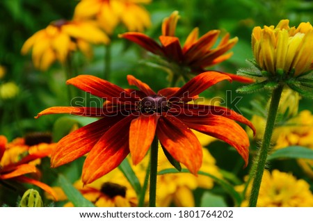 Orange gardens rudbeckia flower. Rudbecia in landscape design. Bright floral background.