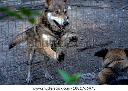 Gray wolf and dogs in an animal shelter