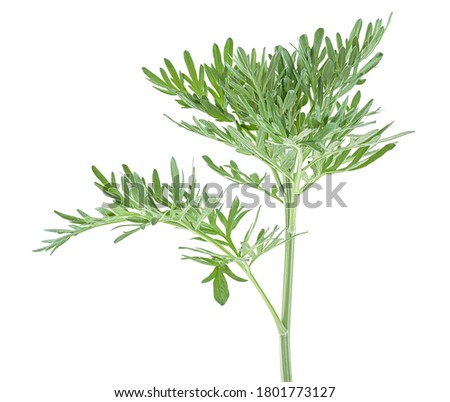 Medicinal plant of wormwood isolated on a white background. Sagebrush twig. Royalty-Free Stock Photo #1801773127