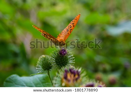 A silver-washed fritillary (Argynnis paphia) collecting nectar of a pink blooming thistle.