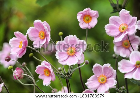 Anemone tomentosa ÔRobustissimaÕ, or Grapeleaf Anemone in flower during the autumn Royalty-Free Stock Photo #1801783579