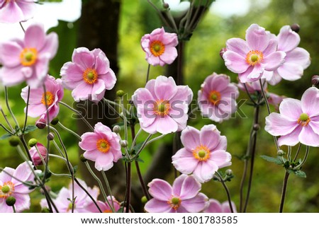 Anemone tomentosa ÔRobustissimaÕ, or Grapeleaf Anemone in flower during the autumn Royalty-Free Stock Photo #1801783585