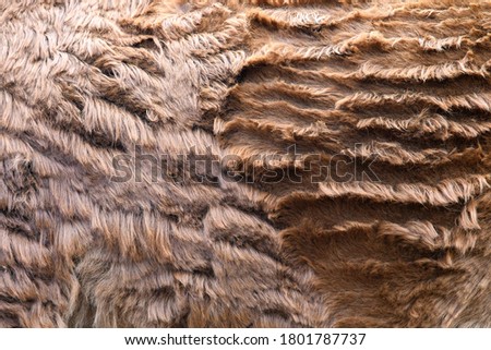 Closeup real Llama skin texture. Animal fur background texture image background