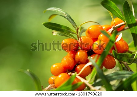 branch of ripe sea buckthorn berries in a garden Royalty-Free Stock Photo #1801790620