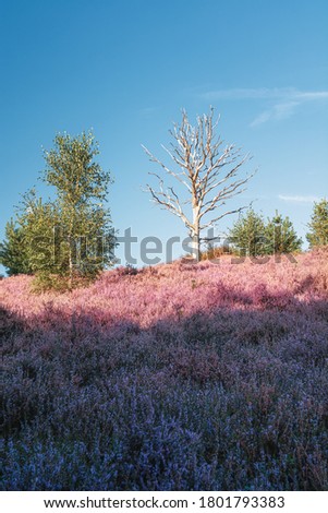 Dead tree in the heather fields in the Veluwe National Park during sunset in The Netherlands