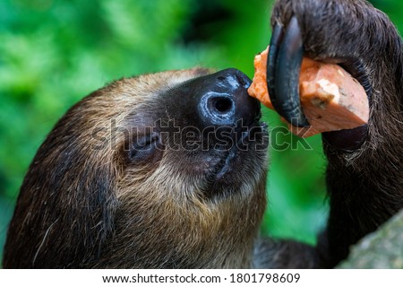 Two-toed sloth eating fruits on the tree. Royalty-Free Stock Photo #1801798609