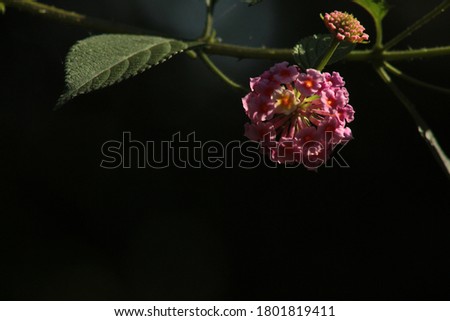 Beautiful color flower plant picture 