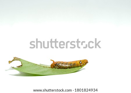 Close-up orange striped caterpillars isolated on white background