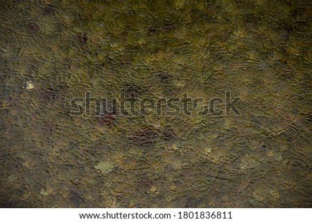 wallpaper autumn concept of rainy drops on pond water surface brown moody colors melancholy October environment space 