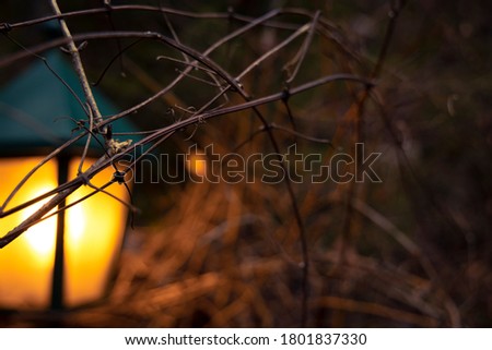 unfocused concept of lantern illumination outdoor concept picture with bare garden branches in autumn season time wallpaper background unfocused space 