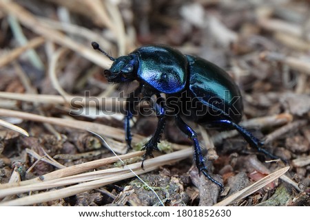 close up of of a Anoplotrupes stercorosus dor beetle, blue beetle in the woods. low angle photografy at the posbank Netherands. with copy space for text.
vertaling: blauwe kever Royalty-Free Stock Photo #1801852630