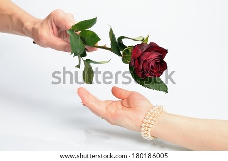 Man's hand gives a flower red rose for female hands