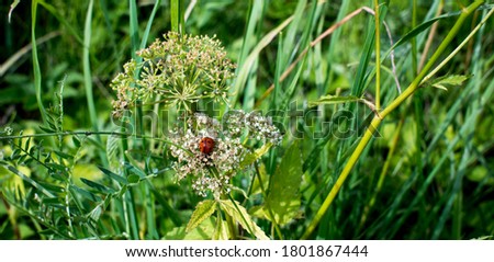 green background with small lady bug photo