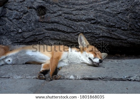 Close up of a cute red fox (Vulpes vulpes) resting in an animal shelter