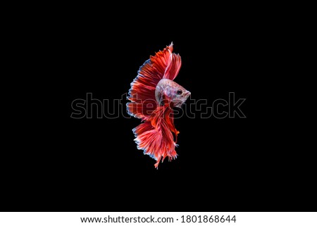 Red Halfmoon Betta fish dancing in the water, siamese fighting fish isolated on black background. HDR processed
