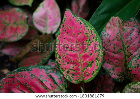 Colorful leaves with natural patterns on the leaves.