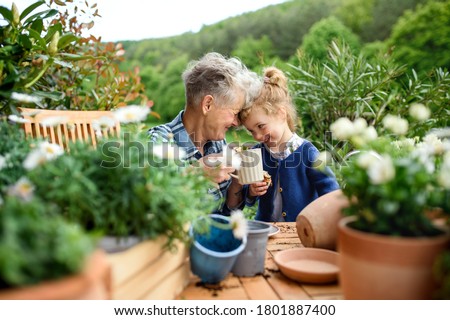 Senior grandmother with small granddaughter gardening on balcony in summer, resting. Royalty-Free Stock Photo #1801887400