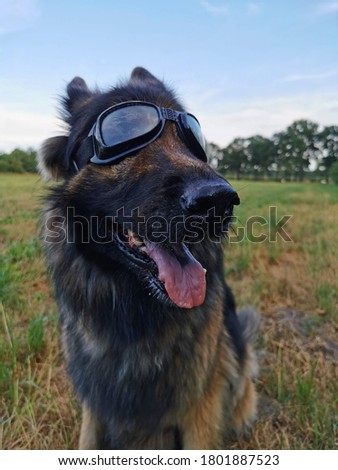 German shepherd with dog glasses looking happy