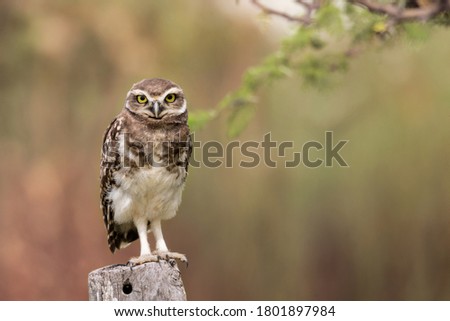 beautiful owl standing on a post looking at the camera