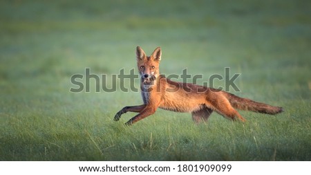 Red fox Vulpes he caught a mouse in the meadow and looked around with the catch, the best photo