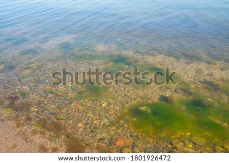 Lots of seaweed in shallow waters of Baltic sea. Background image - high resoltuion. Sea vegetation - lots of it. Using lots of fertilizers has polluted Baltic sea and now its full of seaweed