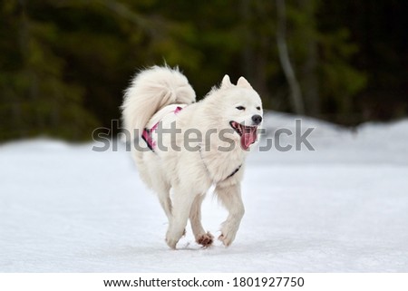 Running Samoyed dog on sled dog racing. Winter dog sport sled team competition. Samoyed dog in harness pull skier or sled with musher. Active running on snowy cross country track road