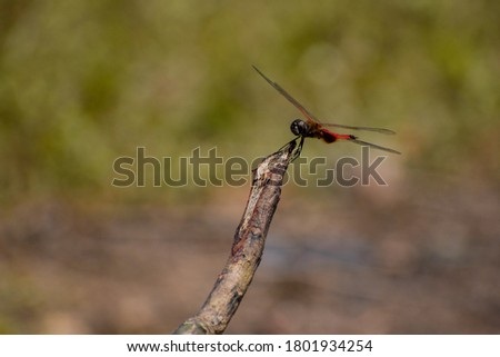 a red dragonfly resting on a tree branch