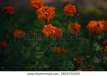 The beautiful of bright Marigolds flower in Marigolds flower feild at the countryside. (Tagetes erecta, Mexican marigold, Aztec marigold, African marigold)