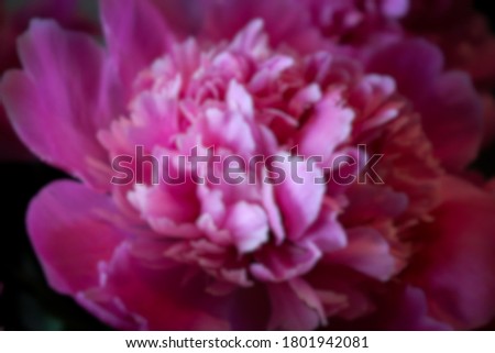 Full blurred effect on a pink peony bloom, top view. Blurry vision concept. Love or romance concept. Defocused soft blur.