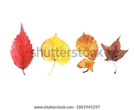 Drawing of autumn leaves isolated on white background