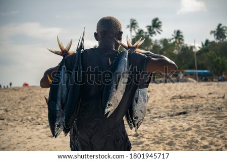 Black African Man is Carrying Tuna Fishes on the Street Fish Market in Nungwi village in s morning after fishing Royalty-Free Stock Photo #1801945717