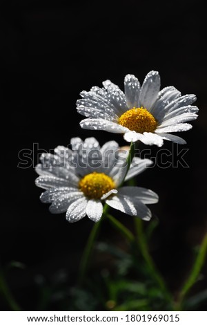 Chamomile with raindrops in the morning rays on a dark background