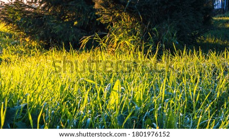 Beautiful landscape with green grass covered with dew drops in the backlight of the rising sun