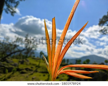 
uttarakhand,India-22 july 2020:orange plant in forest.this is a picture of an orange plant in forest.the leaves are orange coloured under the blue sky.rare and unique plant in forest.flower wallpaper