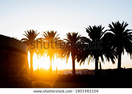 Stock photo of some palm trees during sunset. Tropical vibes and summer concept with sun. 