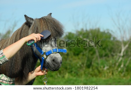 The Caucasian young woman is holding the comb in her hand and combing the long forelock of her grey pony in outdoors.